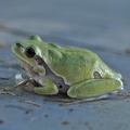 Europäischer Laubfrosch (Hyla arborea)